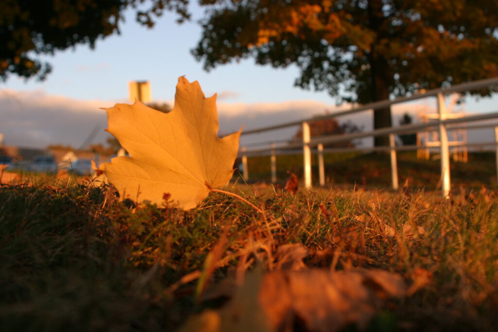 An autumn leaf on the grass, fall trees in the backgournd.