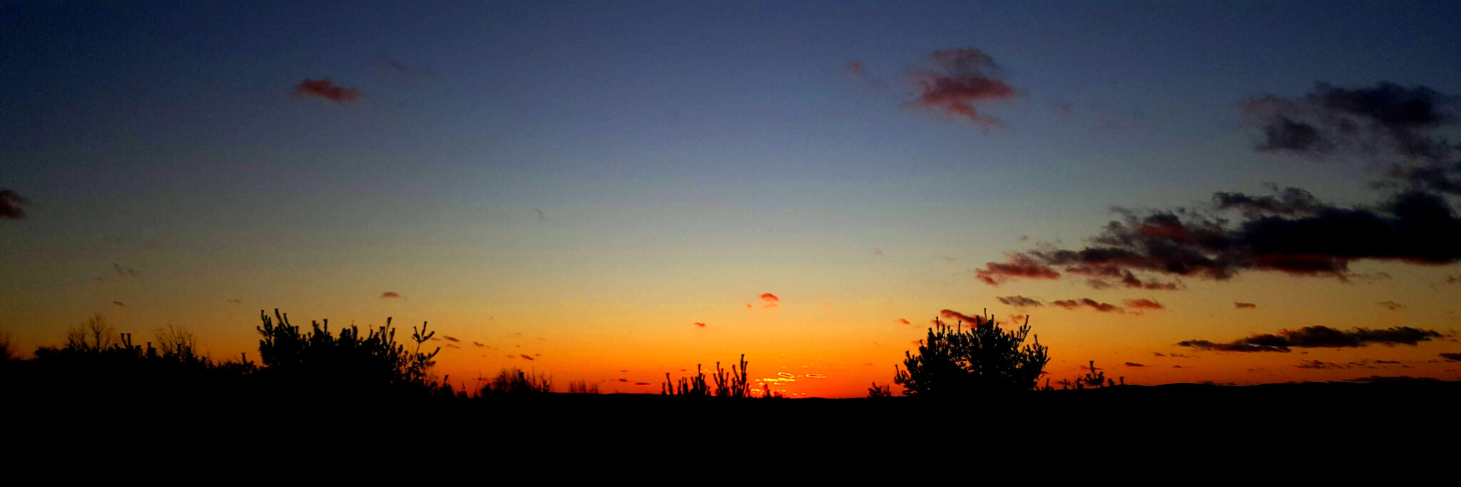 sunset over dark trees