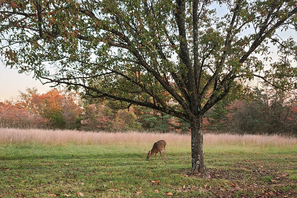 Buck grazing in an autumn field beside a tree.