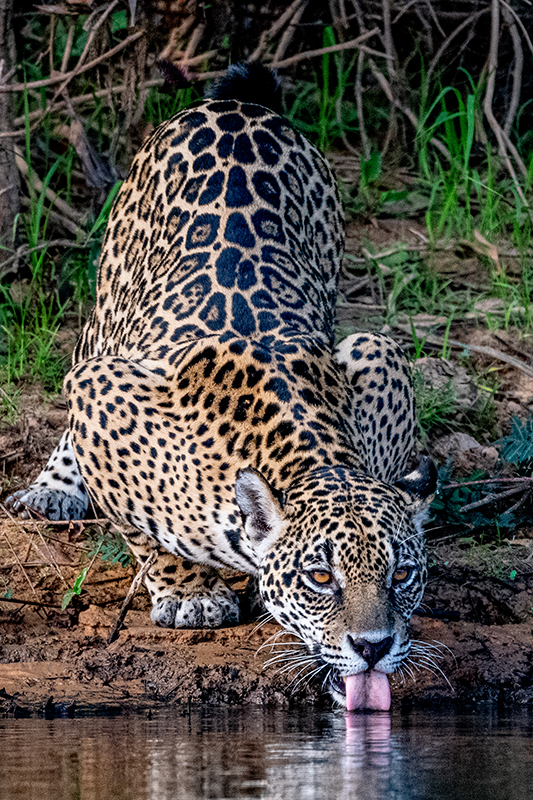 Jaguar in Pantanal of Brazil. Photography by Chris Kosseff.